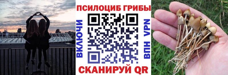 darknet состав  купить закладку  Урюпинск  Псилоцибиновые грибы Psilocybine cubensis 